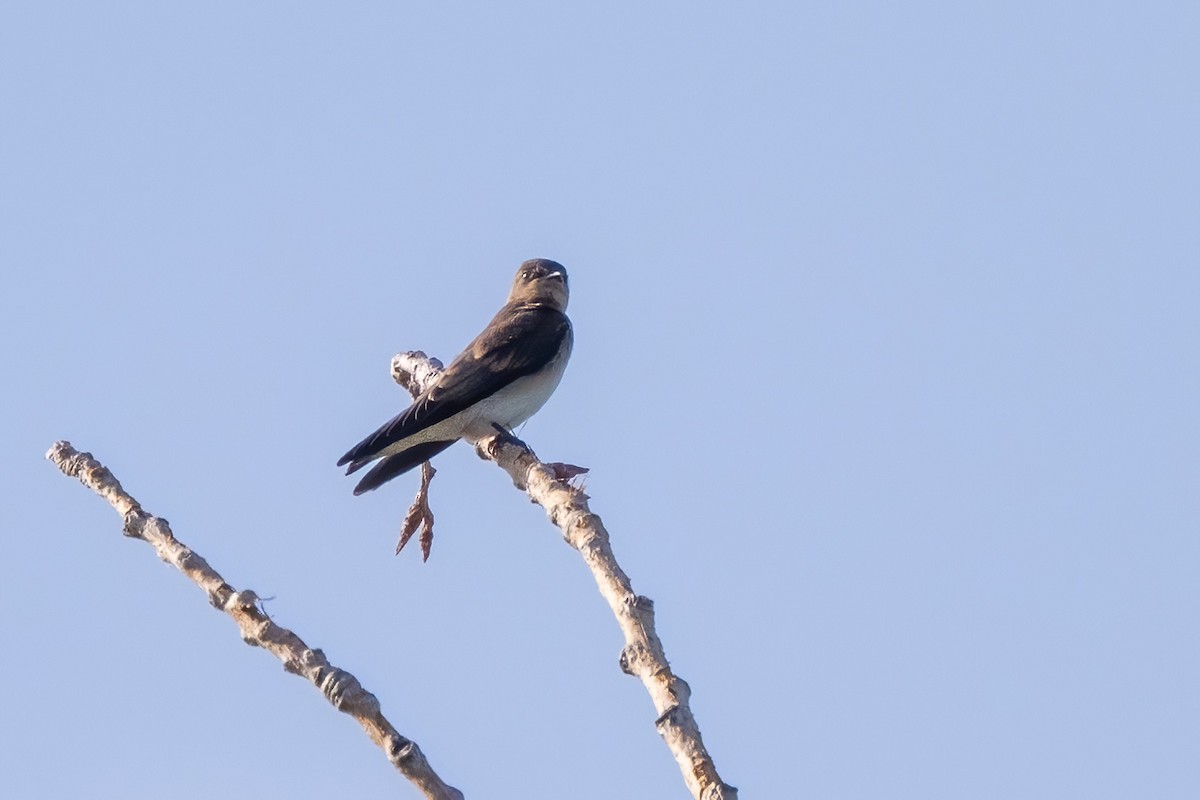 Northern Rough-winged Swallow - ML639262331