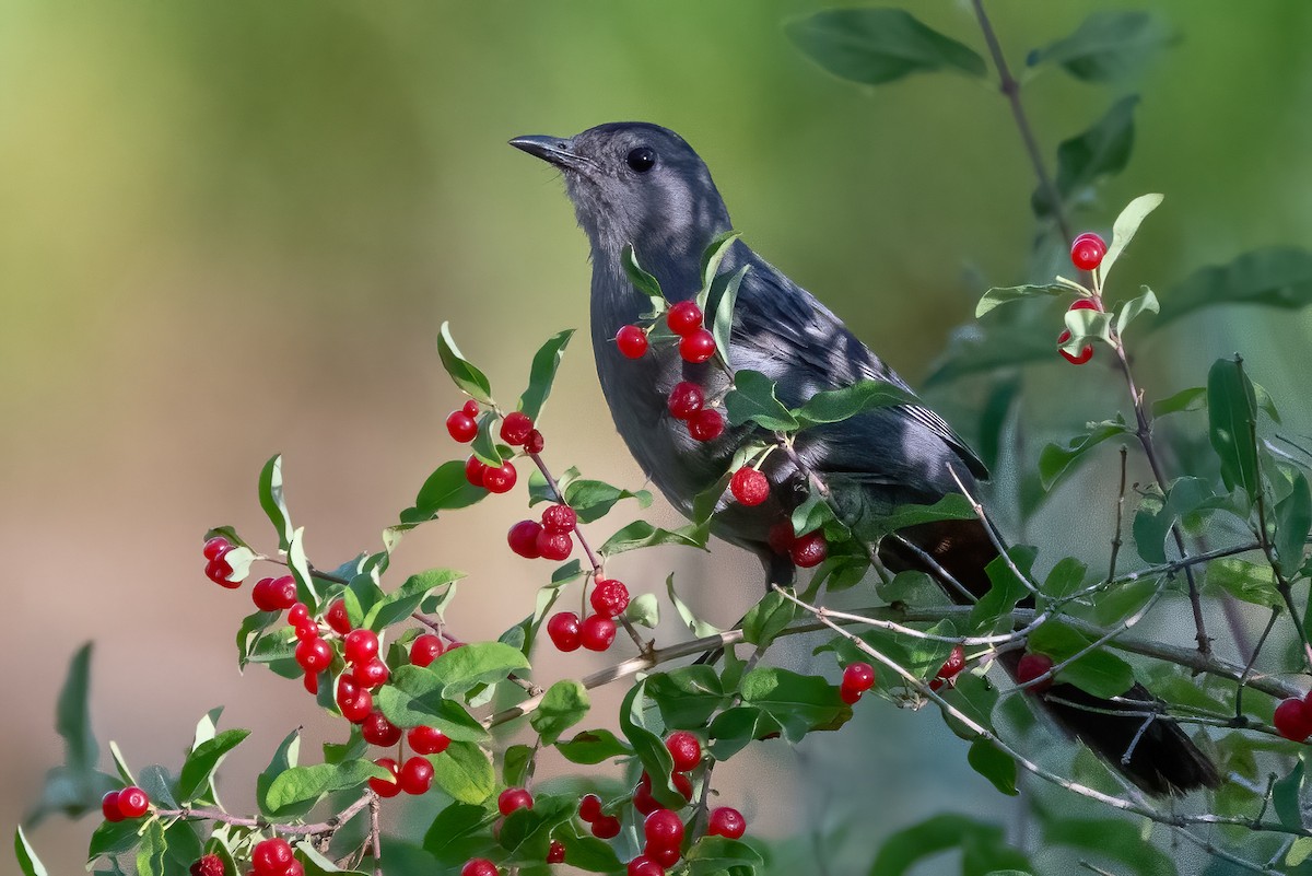 Gray Catbird - ML639262344