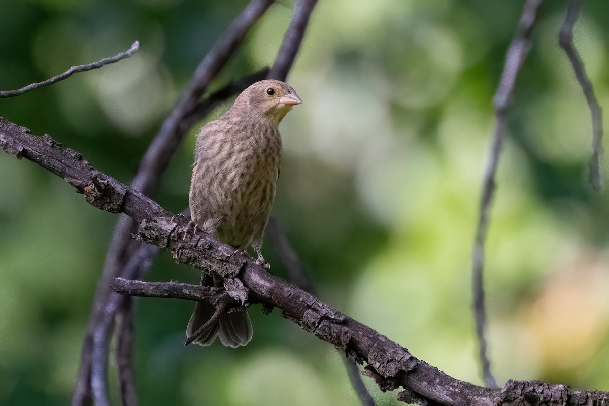 House Finch - ML639262356