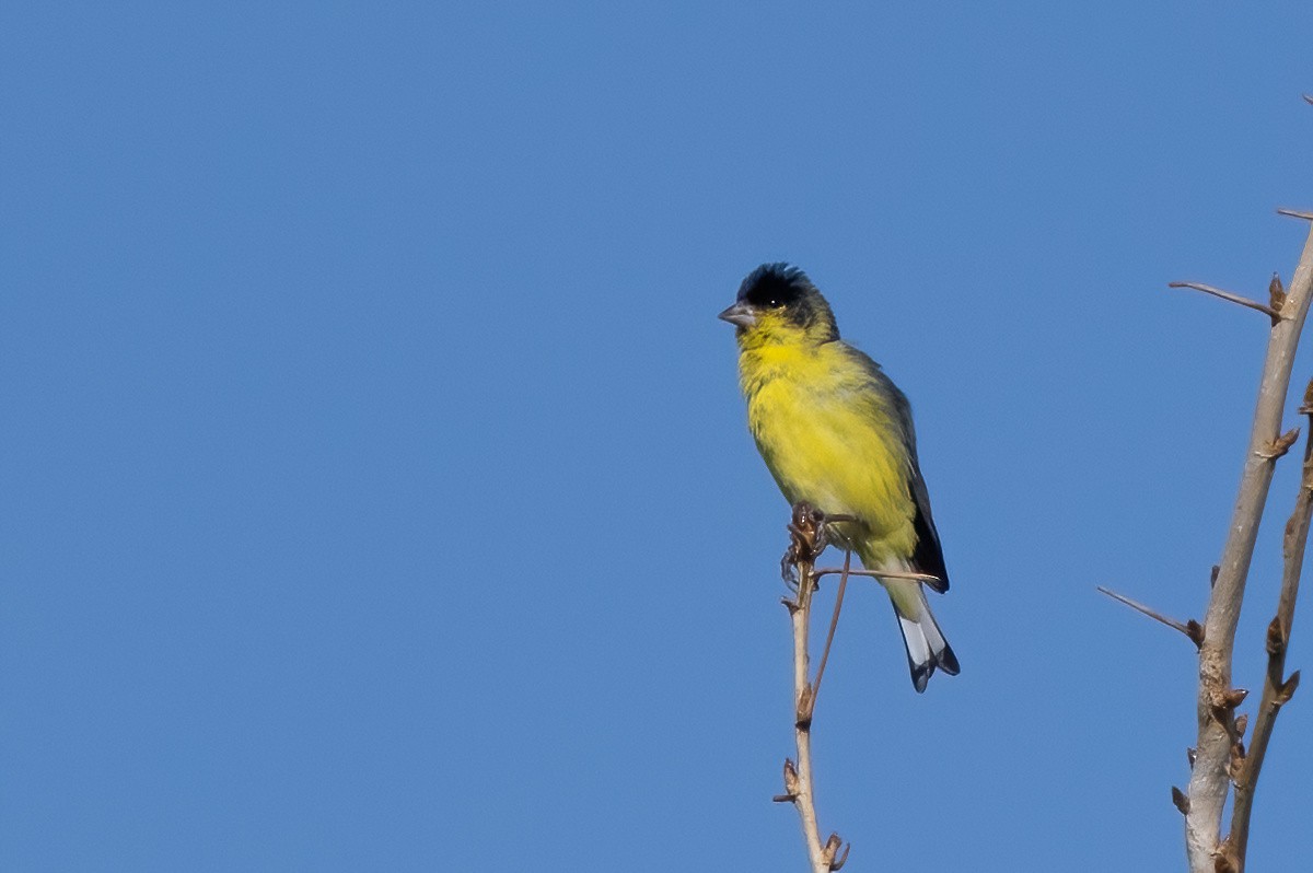 Lesser Goldfinch - ML639262358