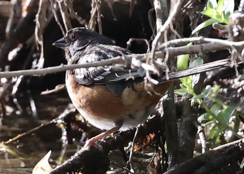 Spotted Towhee - ML639262371