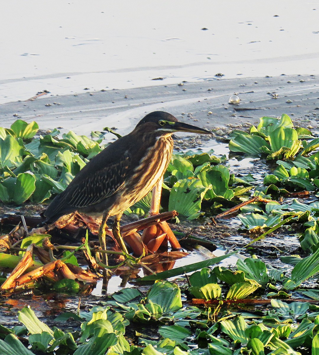 Green Heron - ML639262397