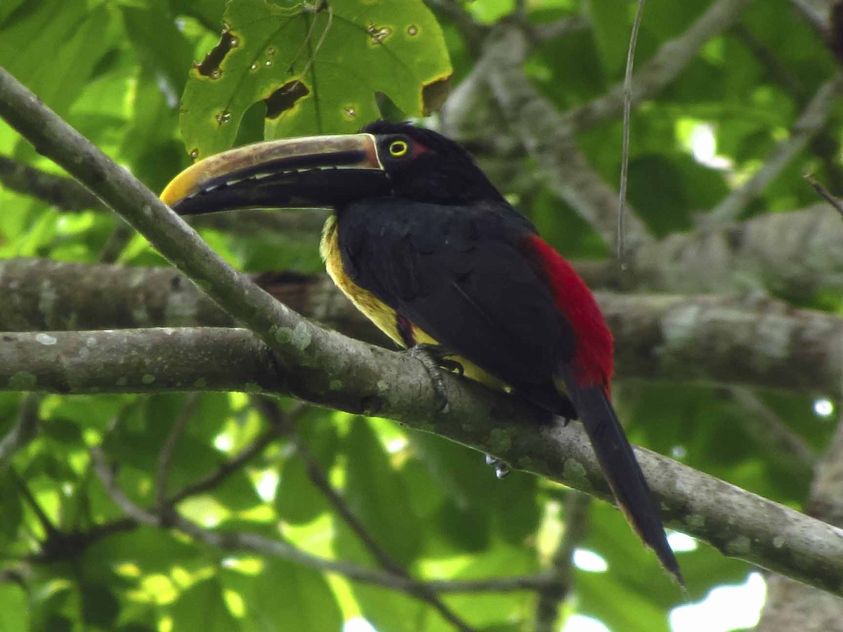 Collared Aracari - ML63926251