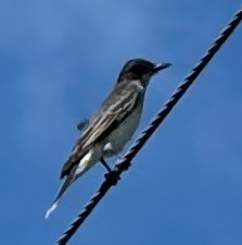 Eastern Kingbird - ML639262512