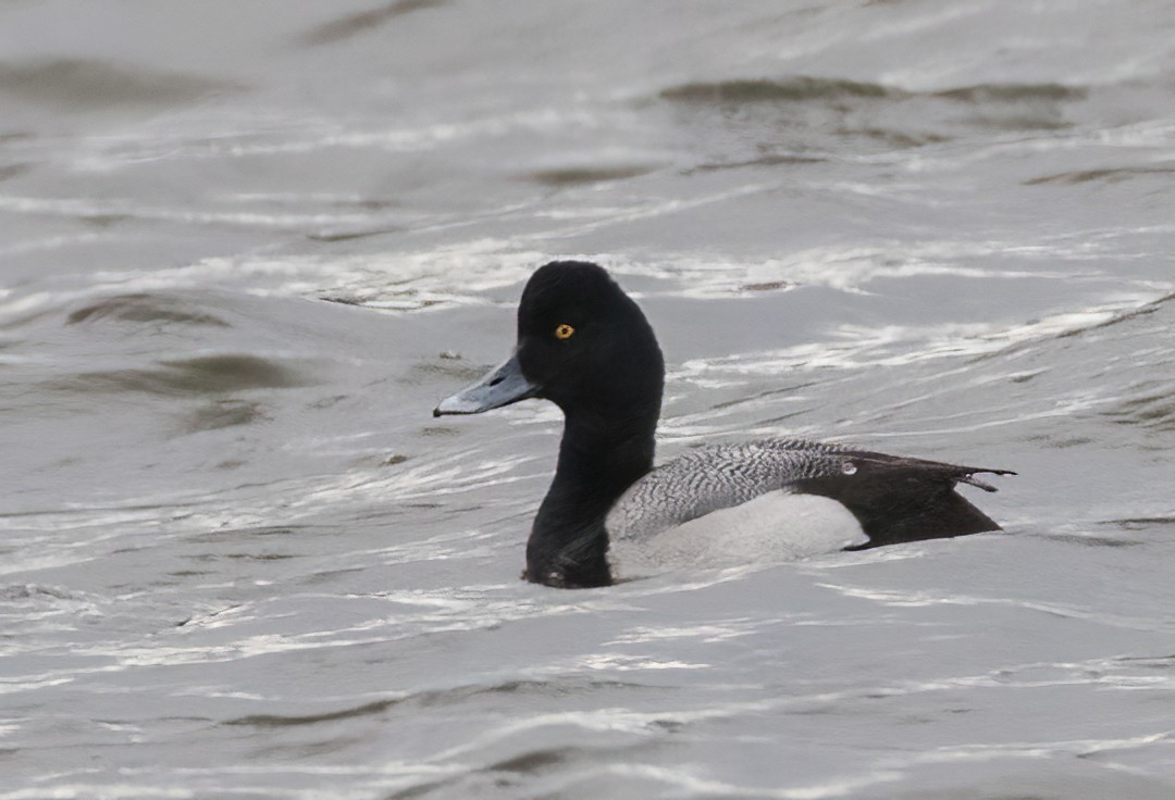 Lesser Scaup - ML639262529