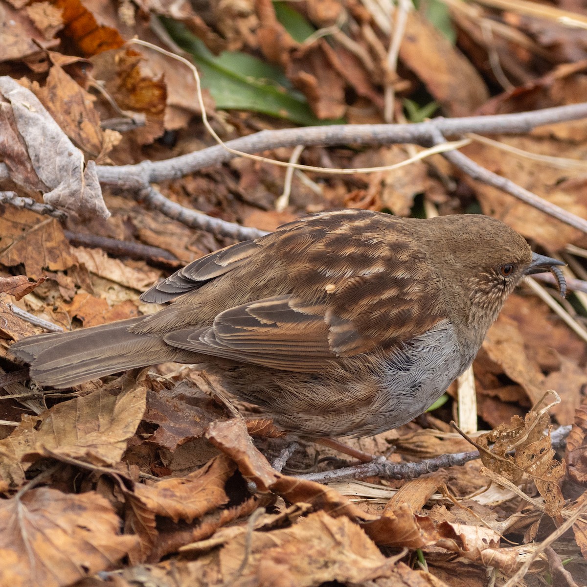 Japanese Accentor - ML639262573