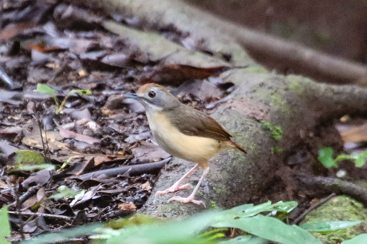 Short-tailed Babbler (Leaflitter) - ML639262643