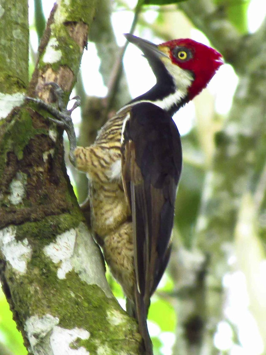 Guayaquil Woodpecker - ML63926271
