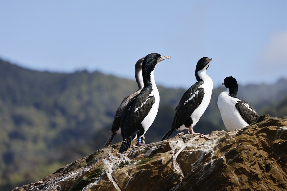 New Zealand King Shag - ML639262725