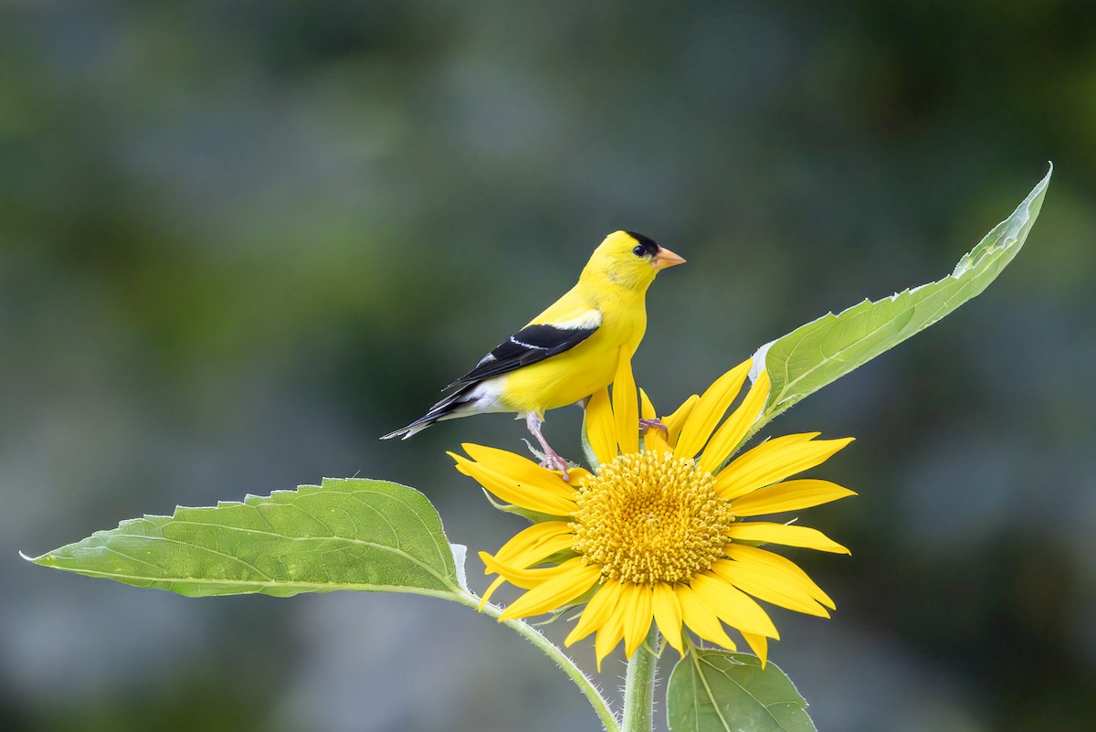 American Goldfinch - ML639262743