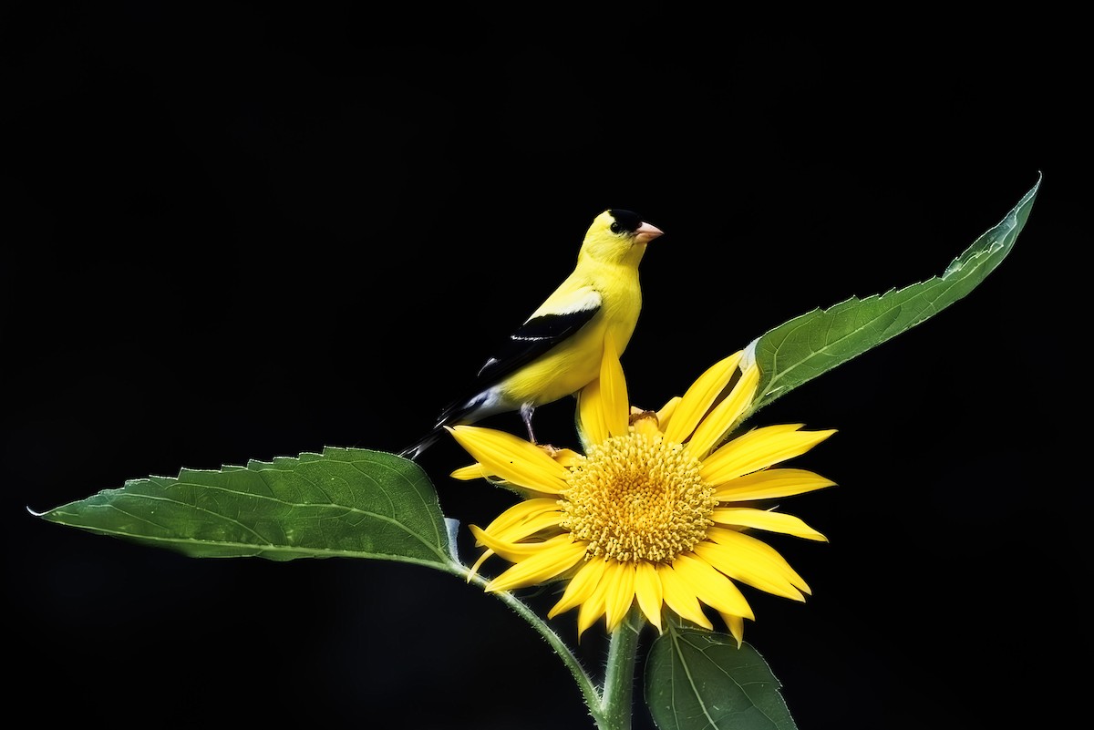 American Goldfinch - ML639262744