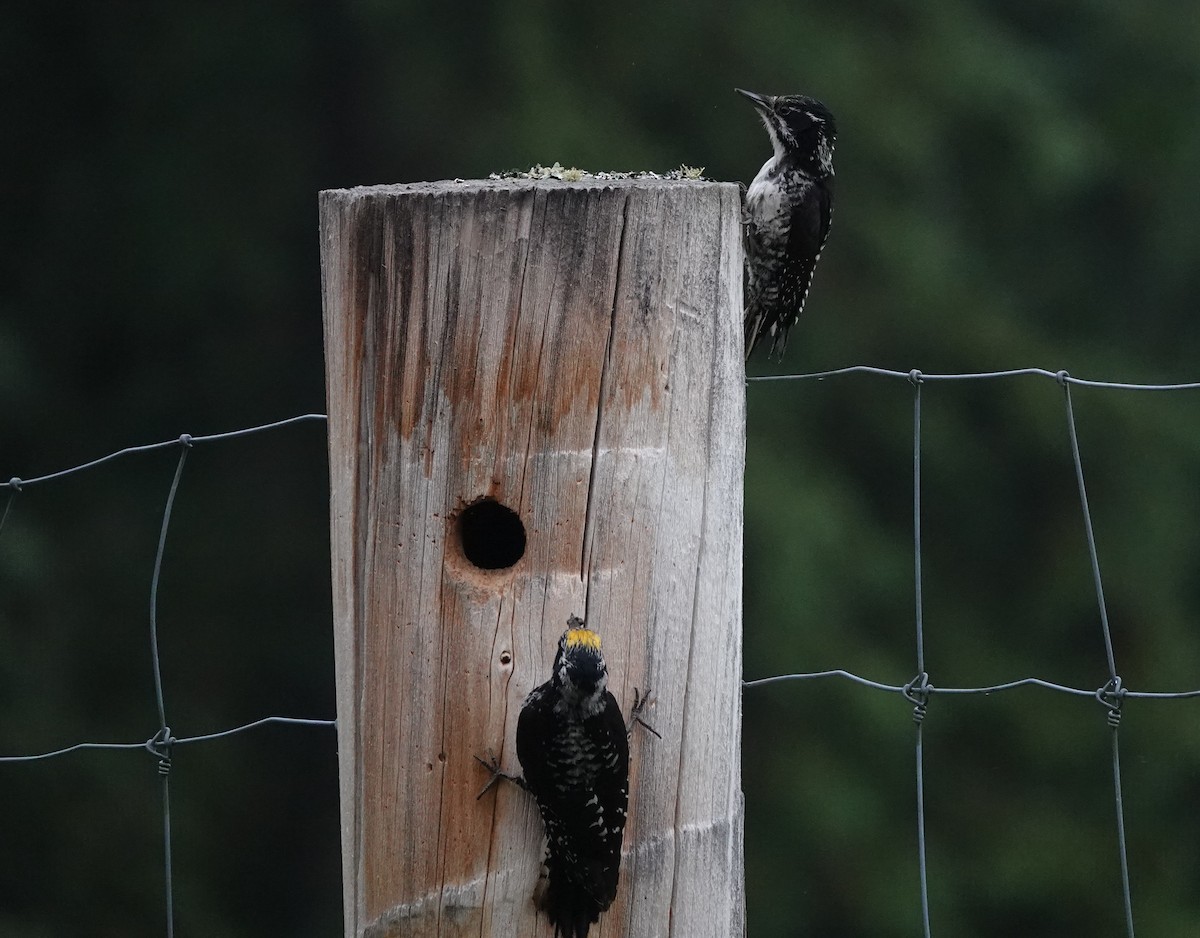 アメリカミユビゲラ - ML639262777