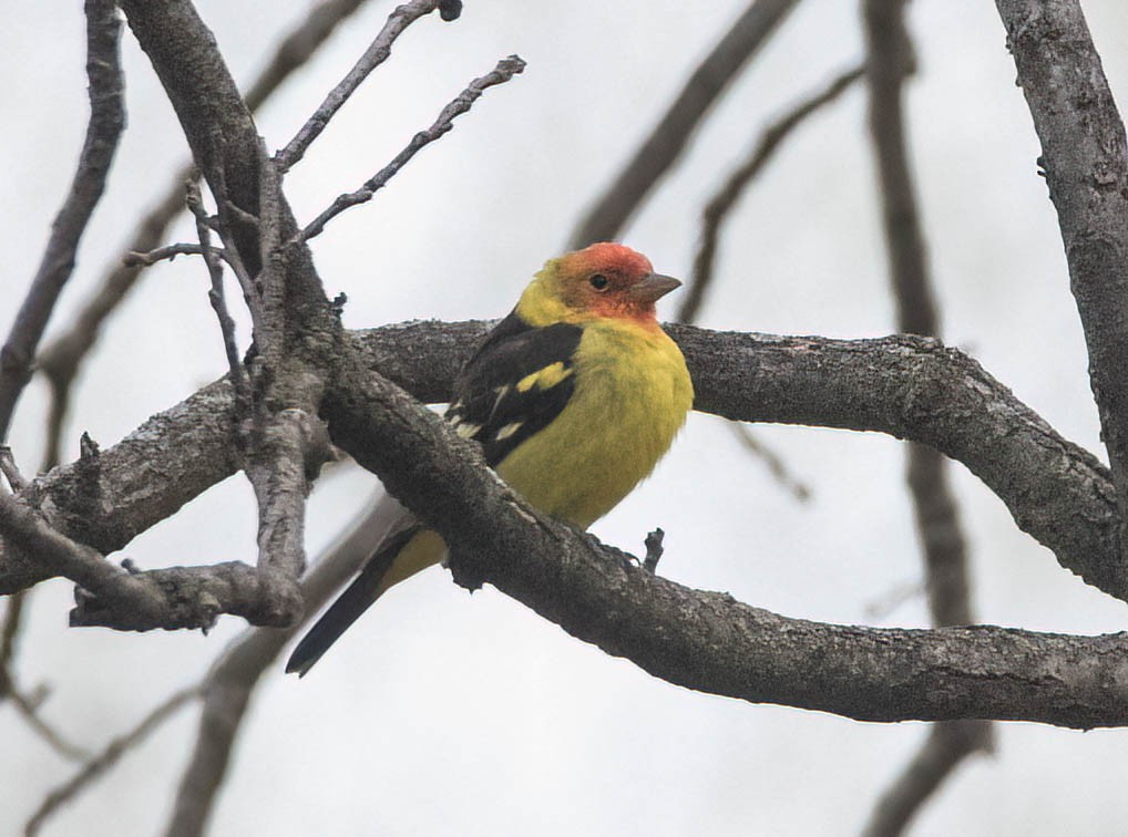 Western Tanager - ML639262779