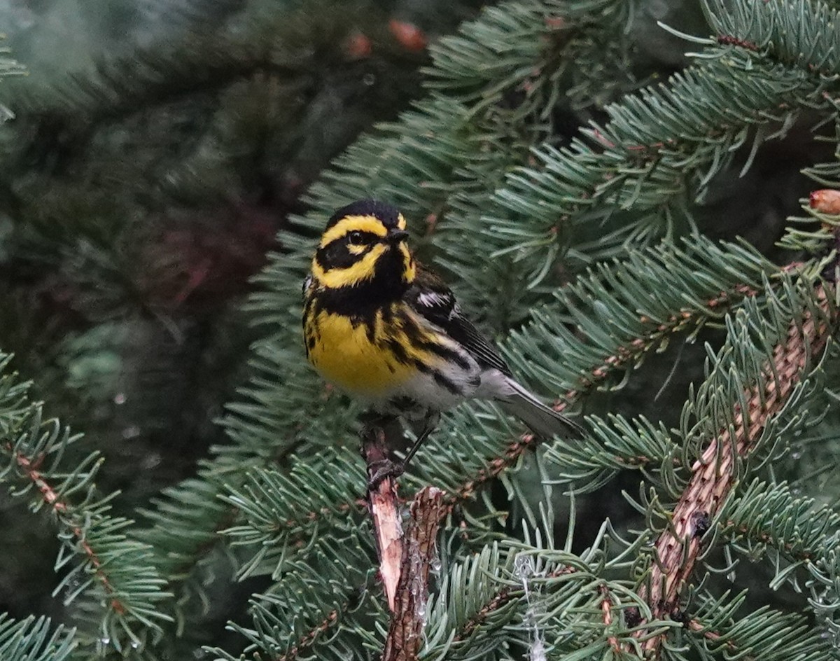 タウンゼンドアメリカムシクイ - ML639262787