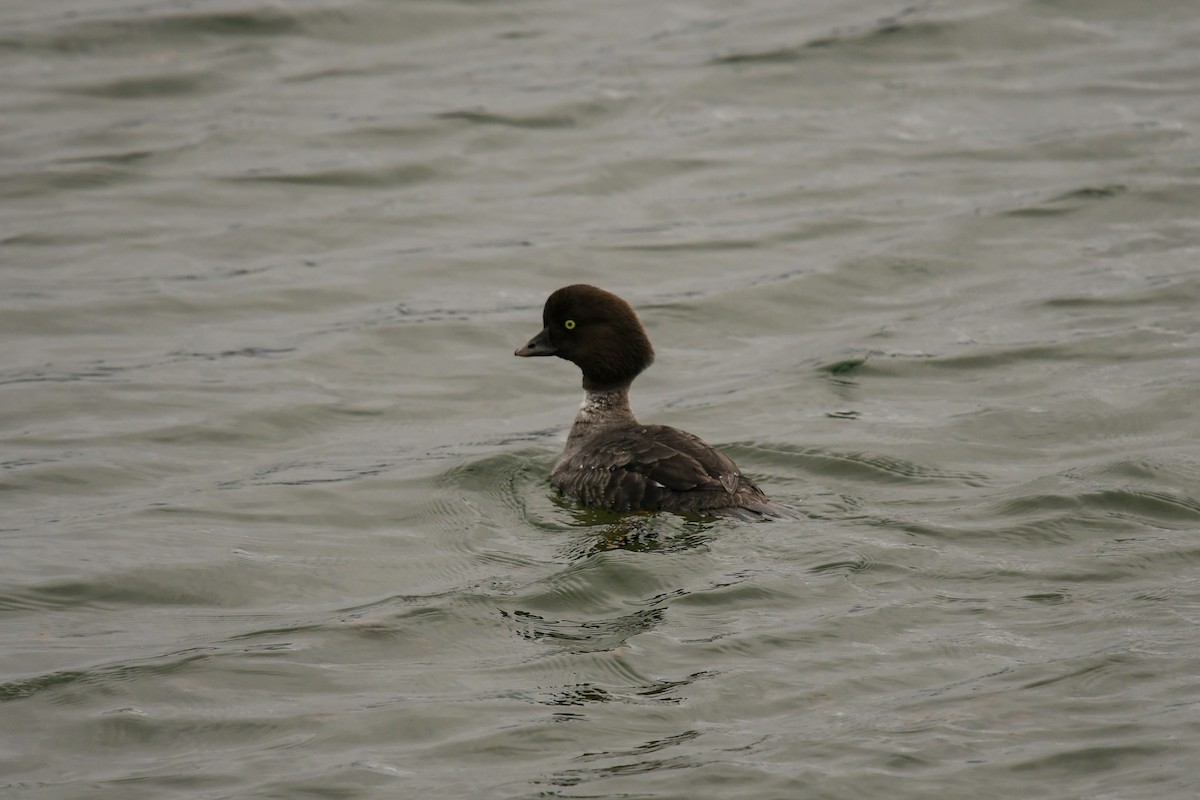 Barrow's Goldeneye - ML639262788