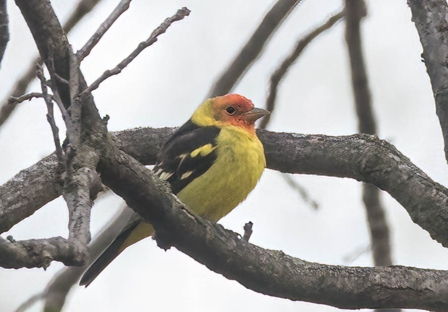 Western Tanager - ML639262925