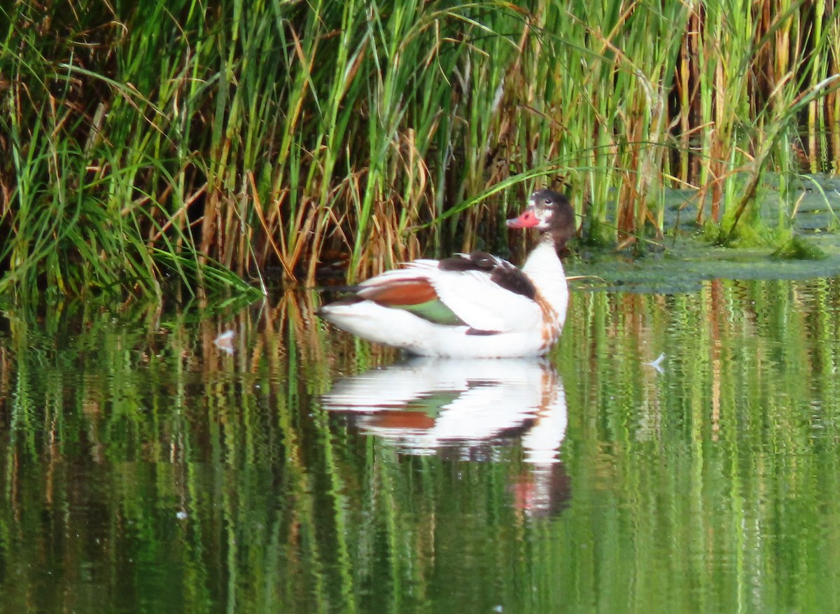 Common Shelduck - ML639263013