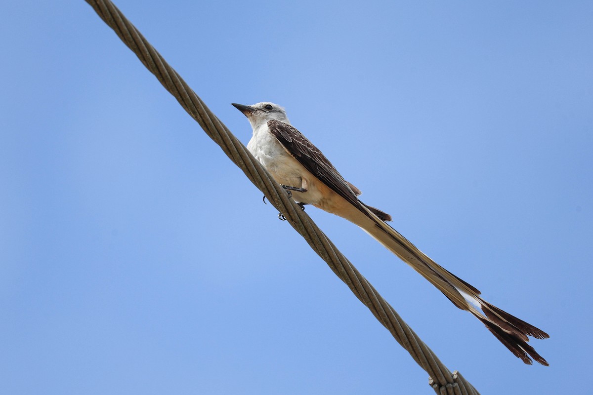 Scissor-tailed Flycatcher - ML639263046