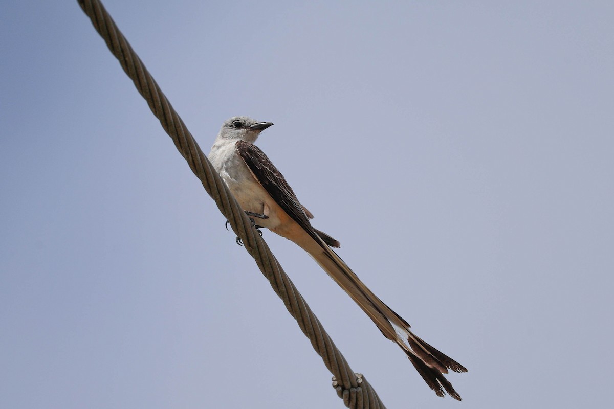 Scissor-tailed Flycatcher - ML639263047