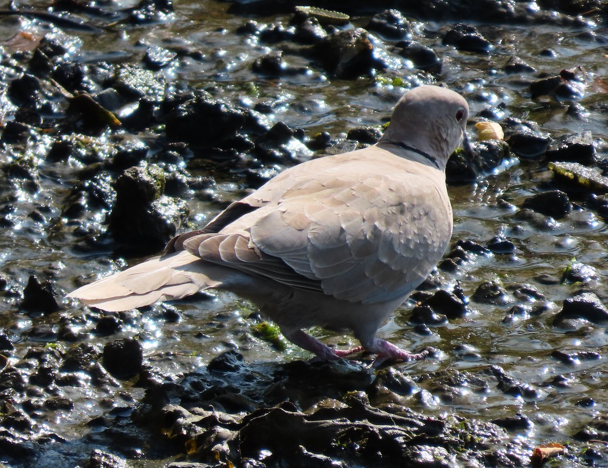 Eurasian Collared-Dove - ML639263049