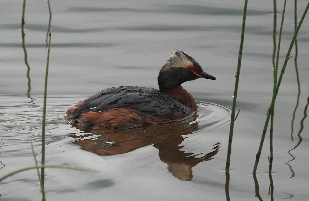 ミミカイツブリ - ML639263127