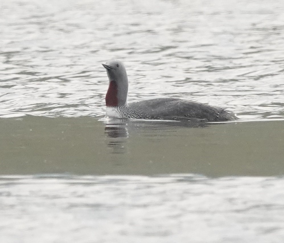 アビ - ML639263146