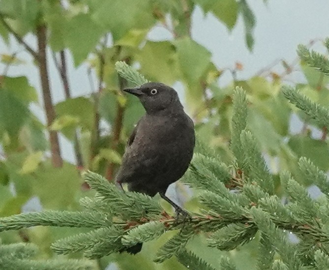 クロムクドリモドキ - ML639263165