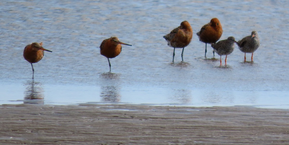Black-tailed Godwit - ML639263168