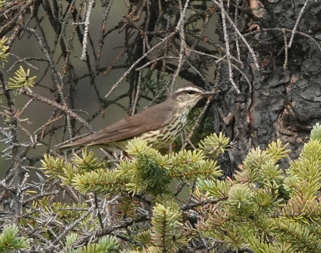 キタミズツグミ - ML639263185