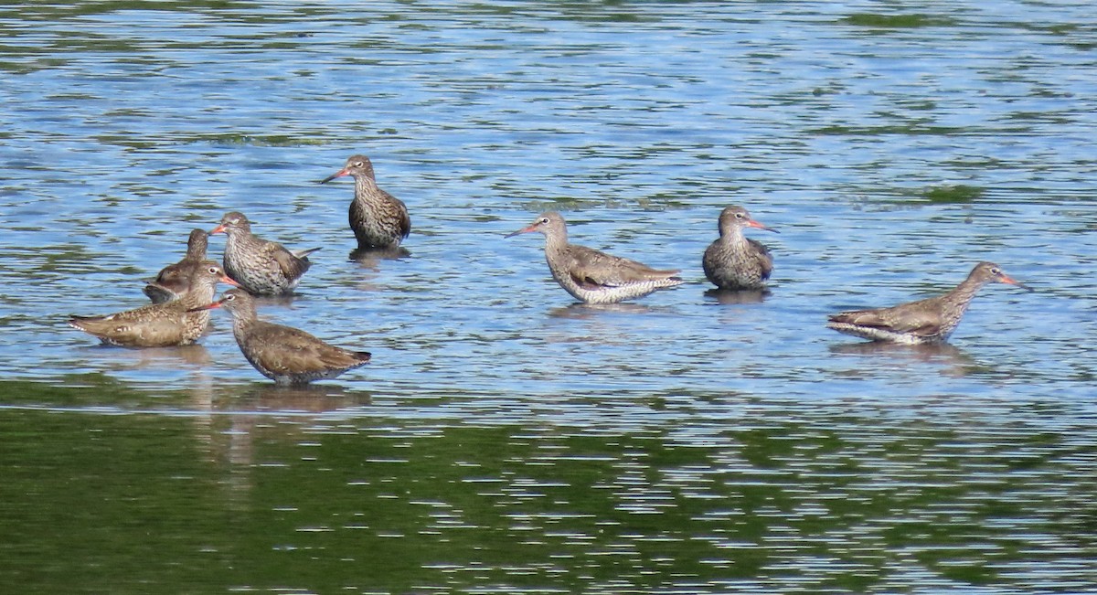 Common Redshank - ML639263190