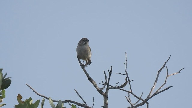 Rufous-crowned Sparrow - ML639263191