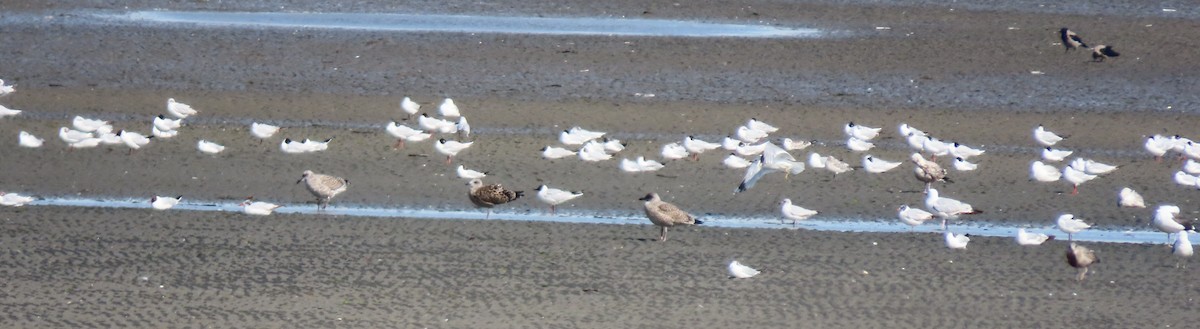 gull sp. - ML639263226