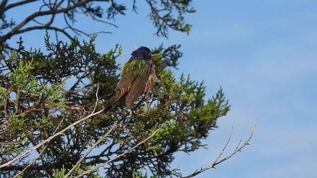 Painted Bunting - ML639263231
