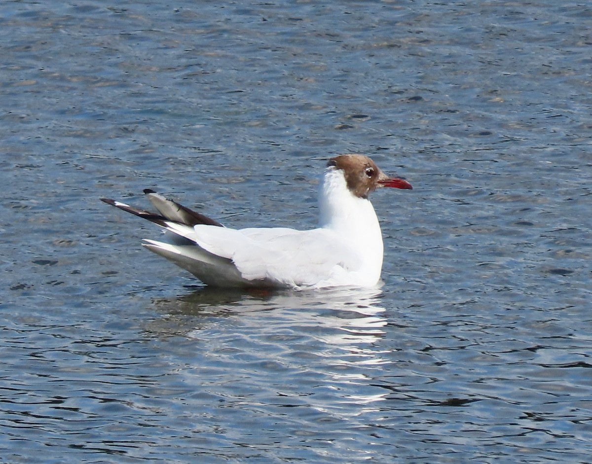 Black-headed Gull - ML639263243