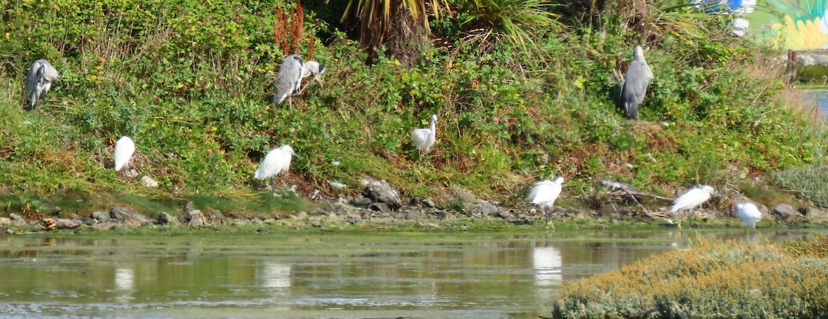 Little Egret - ML639263246