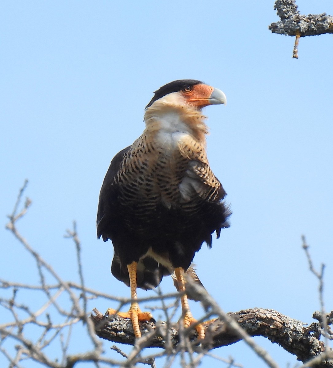 Crested Caracara (Northern) - ML639263285