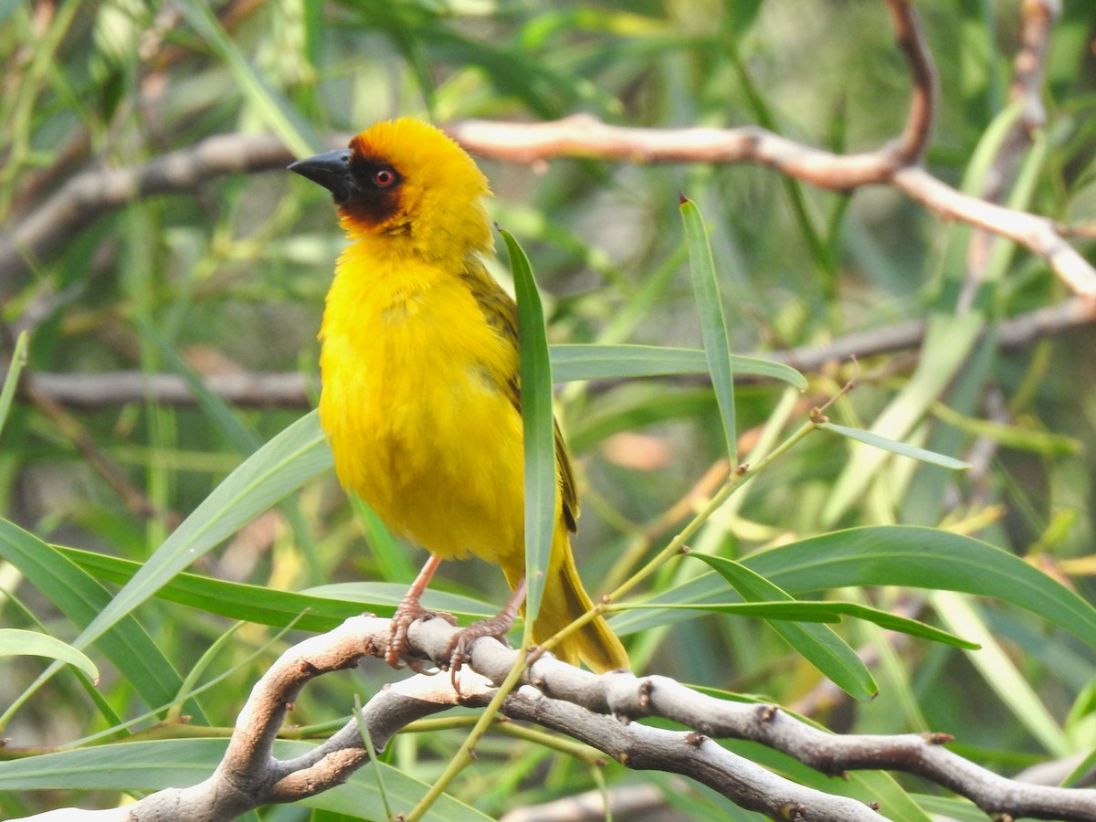 Rüppell's Weaver - ML639263329