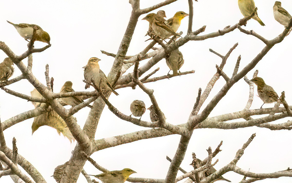 Golden-backed Bishop - ML639263383