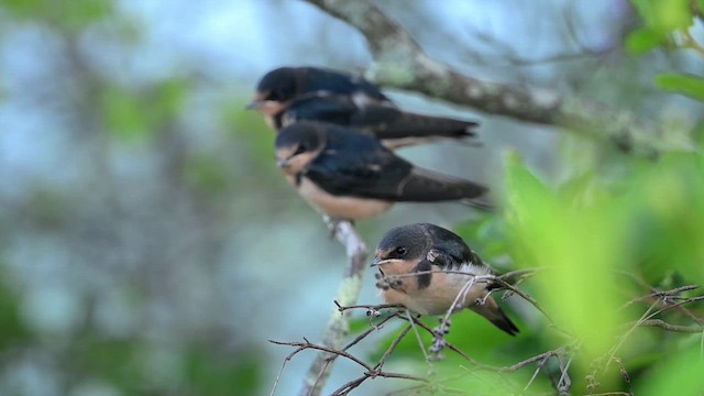 Hirondelle rustique (erythrogaster) - ML639263457