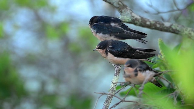 Hirondelle rustique (erythrogaster) - ML639263466