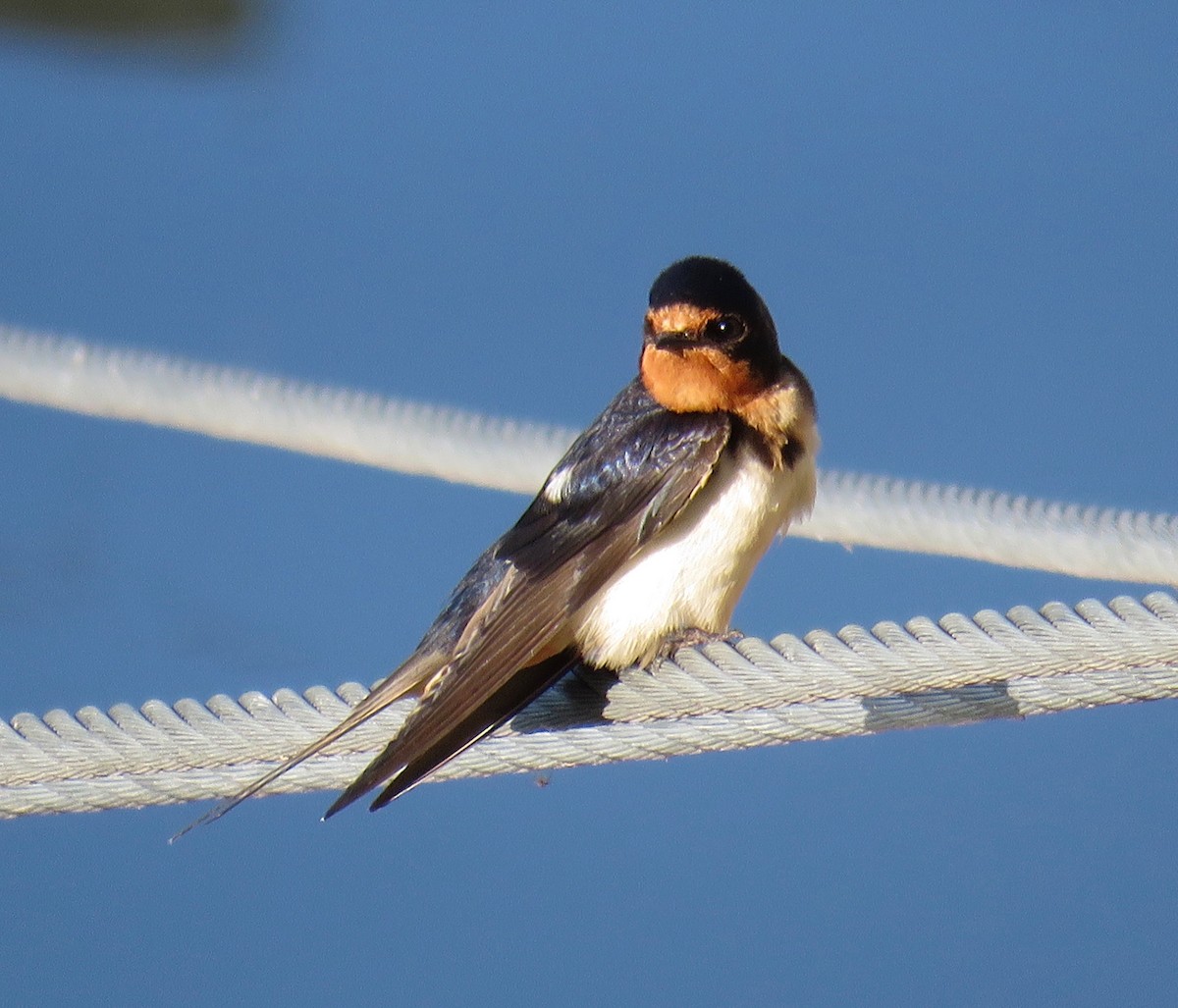 Barn Swallow - Ann Tanner