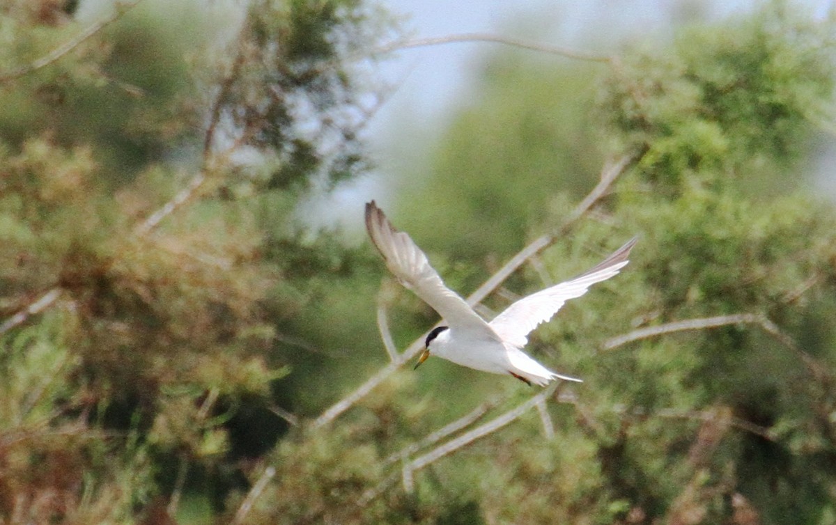 Little Tern - ML639263540