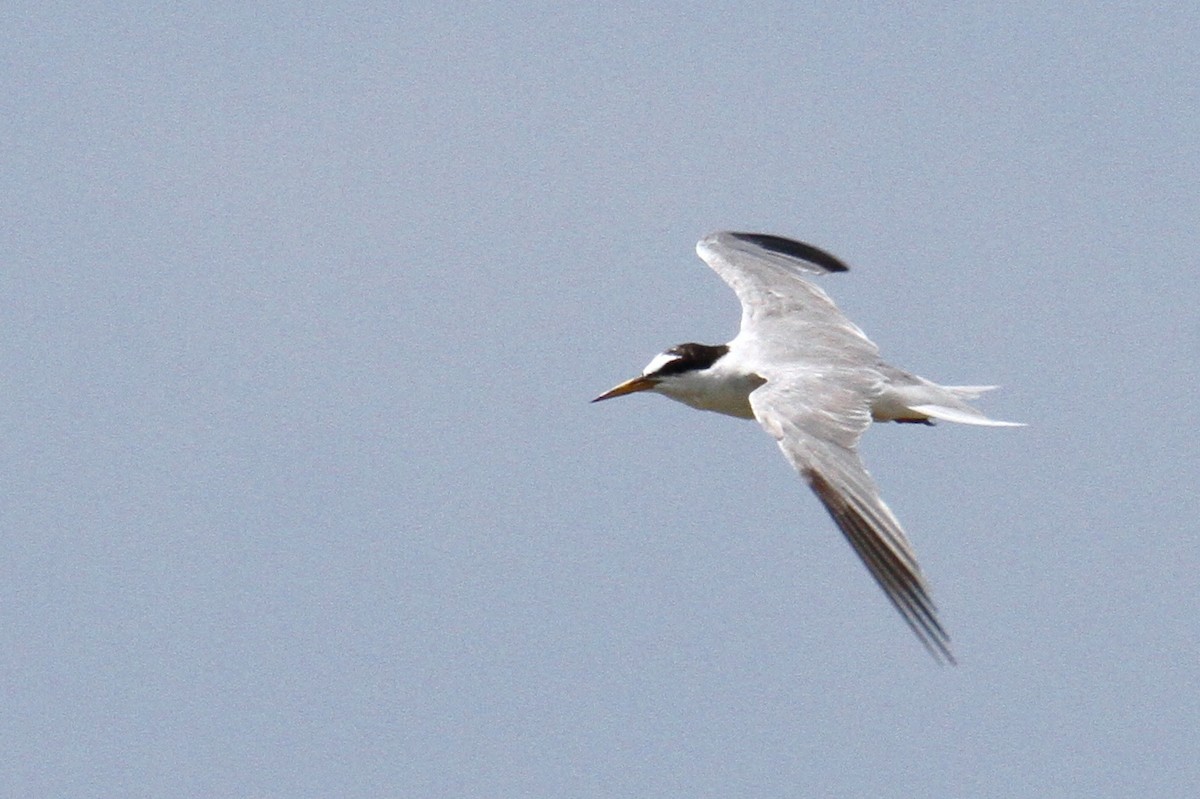Little Tern - ML639263541