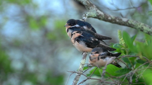 Hirondelle rustique (erythrogaster) - ML639263563