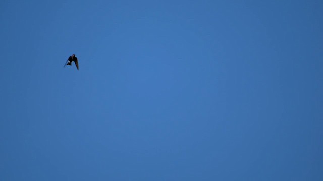 Purple Martin - ML639263583
