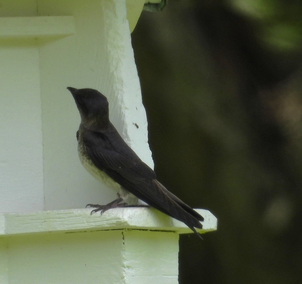 Purple Martin - ML639263592