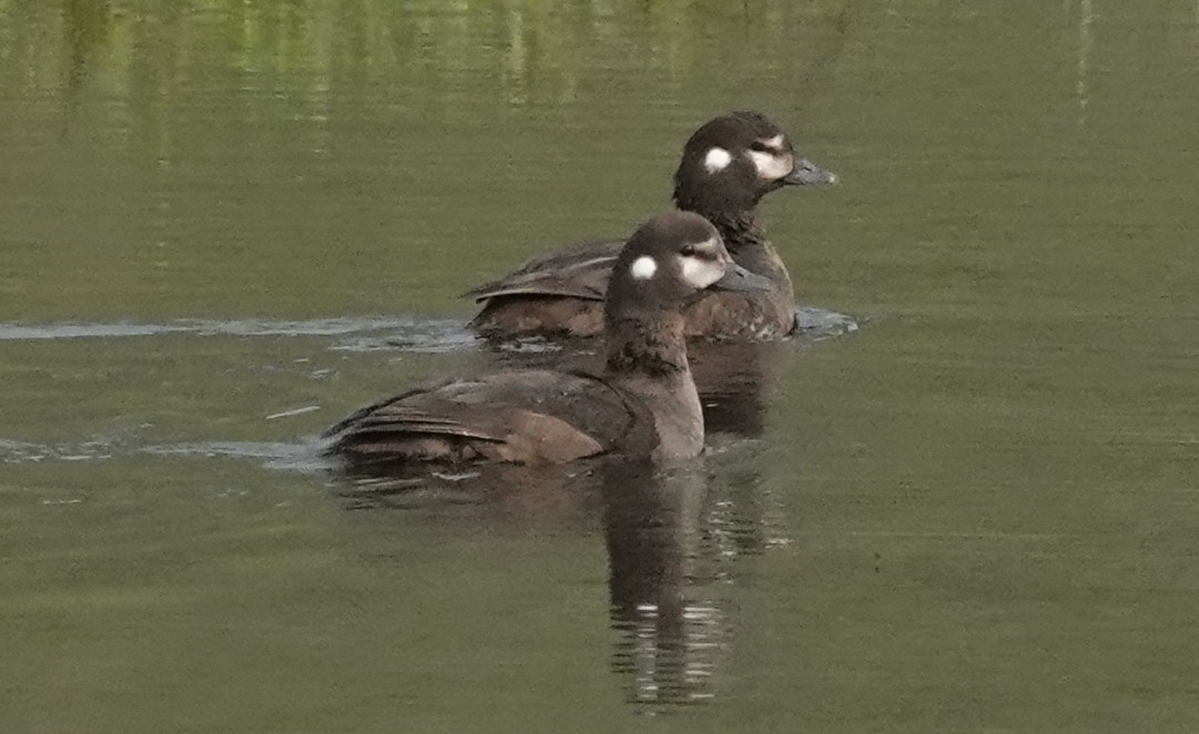 シノリガモ - ML639263594