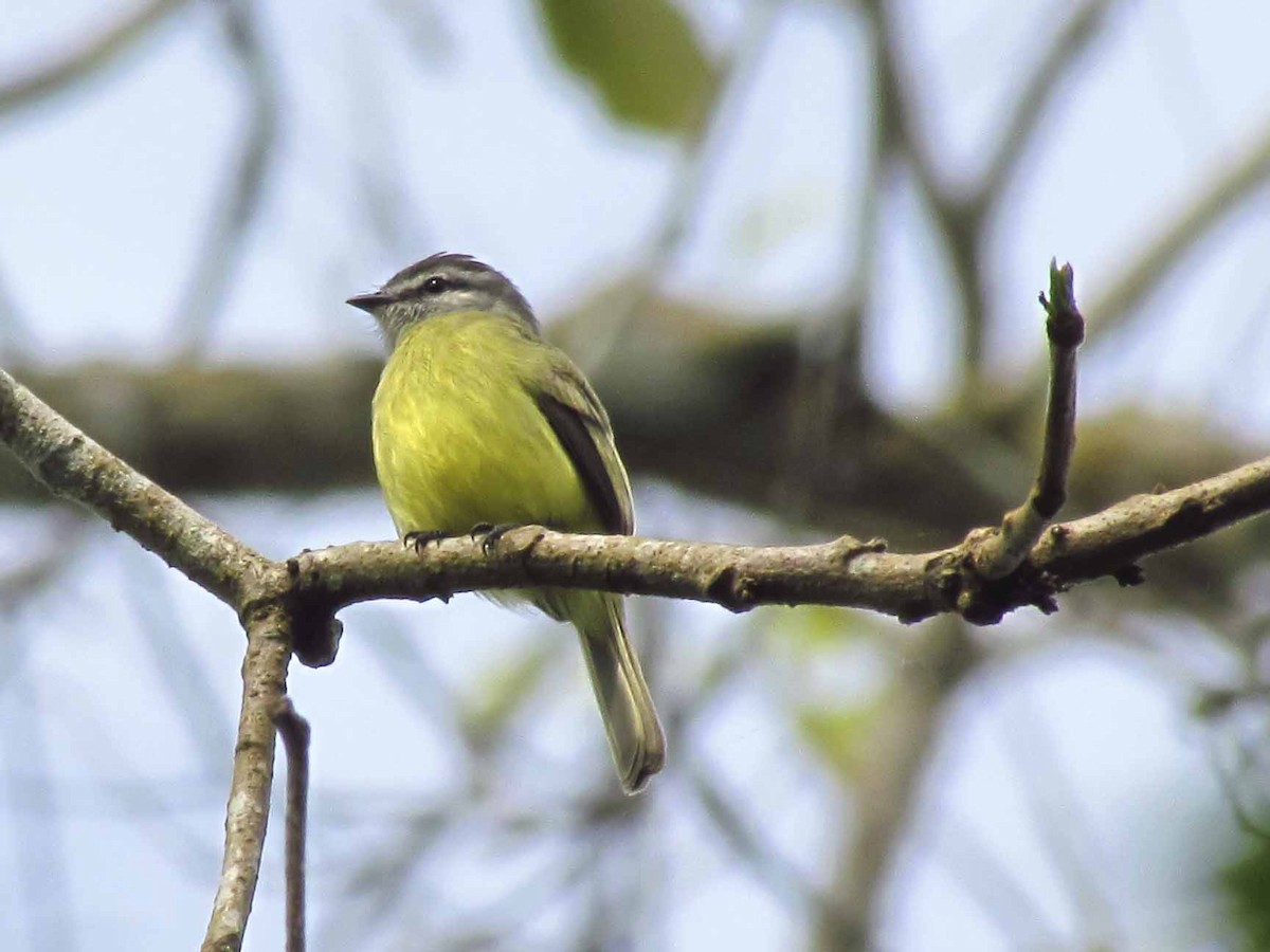 Yellow-crowned Tyrannulet - ML63926361