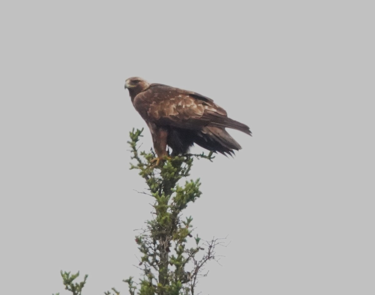 イヌワシ - ML639263615