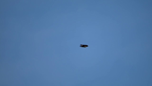 Purple Martin - ML639263621
